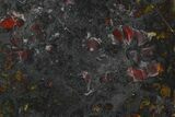 Polished Stromatolite (Collenia) Slab - Minnesota #129232-1